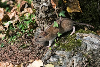 rat in de tuin